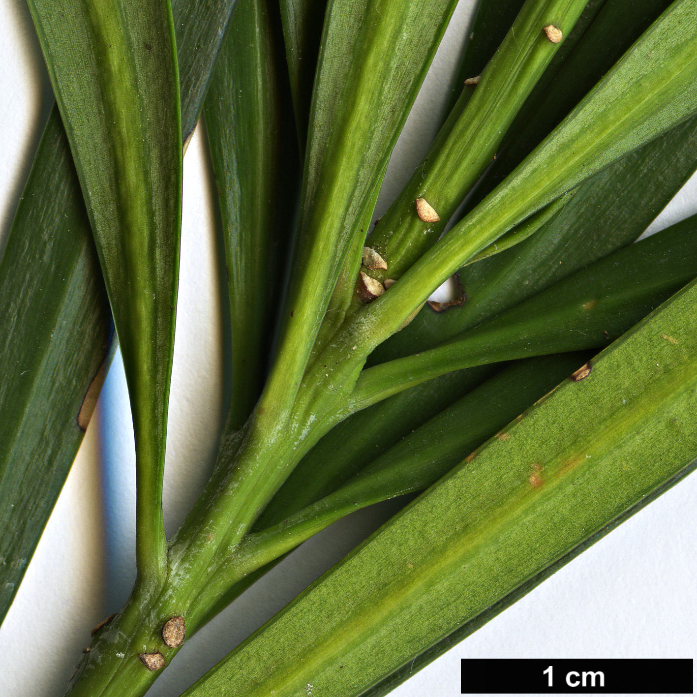High resolution image: Family: Podocarpaceae - Genus: Podocarpus - Taxon: neriifolius